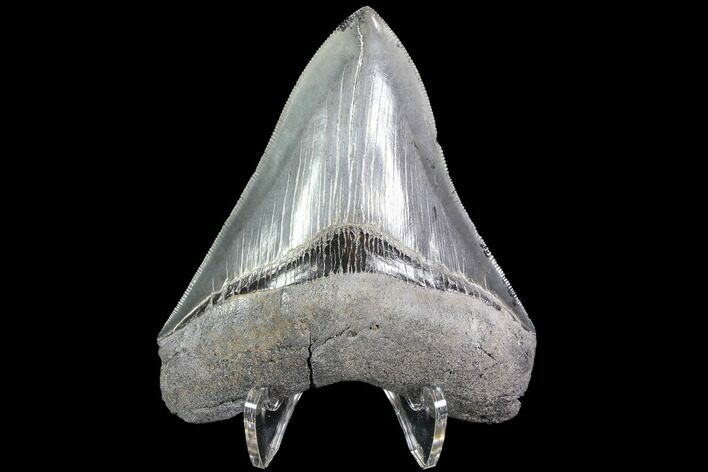 Serrated, Lower Megalodon Tooth - Glossy Enamel #86076